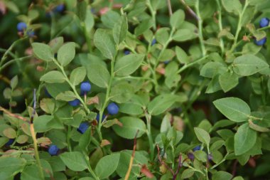 Yaban mersini yaz aylarında orman zeminüzerinde bir çalı üzerinde büyümek 