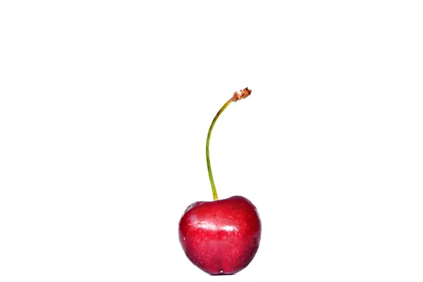 Enkelt Kirsebær Med Stilk Ligger Hvid Baggrund Begrebet Firth Lækker - Stock-foto