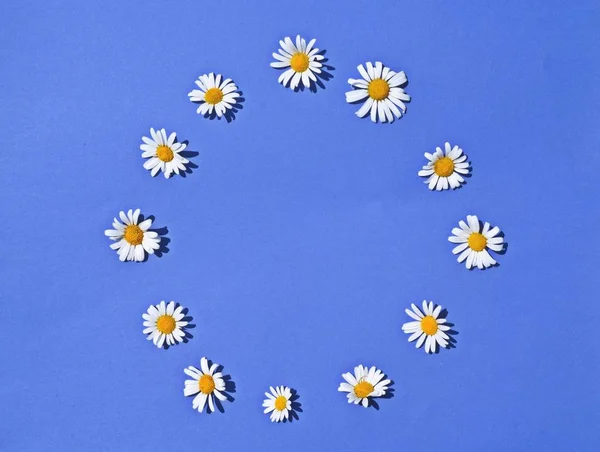 Twelf daisy blossom lie on a blue background in circle - concept with an flag of the european union made out of flowers and a blue background - concept for a environmental policy in europe