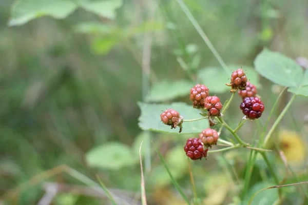 Picking Fresh Forest Blackberries Forest Germany Growing Way Edge — Stock Photo, Image