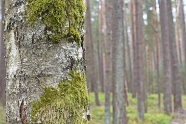 bir ağacın yapısı yakın 