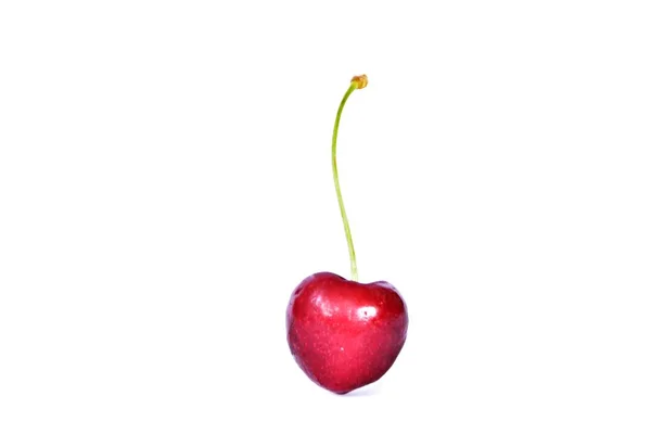 Egy Cseresznye Egy Szárral Fekszik Fehér Háttér Koncepció Firth Isteni — Stock Fotó