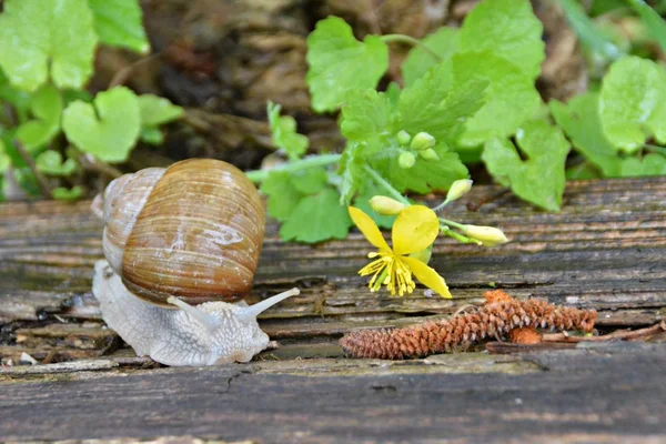 Big Snail Crawls Wet Wooden Surface Grass Flowers Background — Stock Photo, Image