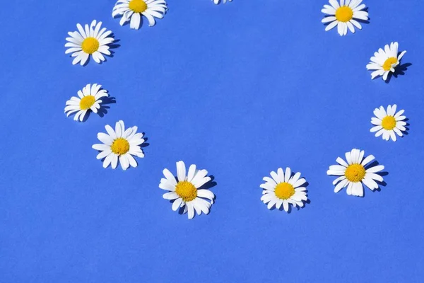 Twelf daisy blossom lie on a blue background in circle - concept with an flag of the european union made out of flowers and a blue background - concept for a environmental policy in europe