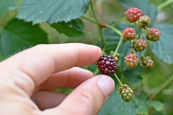 Closeup Fresh Forest Blackberries Forest Germany Growing Way Edge — Stock Photo, Image