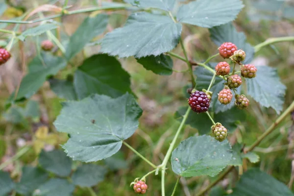 Picking Fresh Forest Blackberries Forest Germany Growing Way Edge — Stock Photo, Image