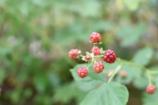 Recoger Moras Bosque Fresco Bosque Alemania Creciendo Largo Del Borde — Foto de Stock