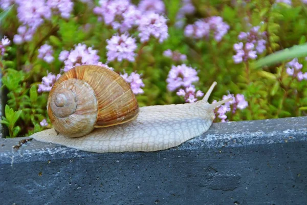 Big Snail Crawls Wet Wooden Surface Grass Flowers Background — Stock Photo, Image