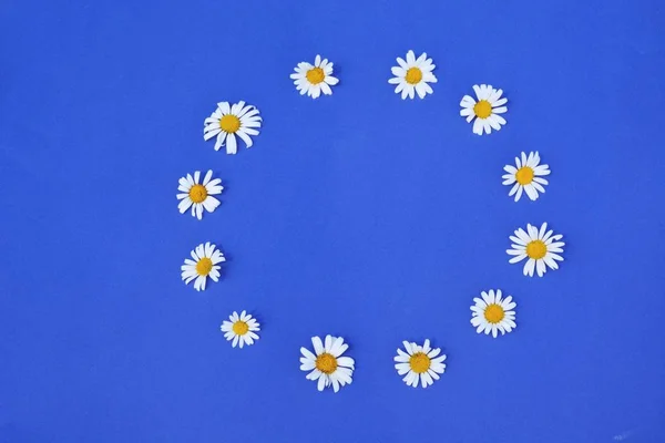 Twelf daisy blossom lie on a blue background in circle - concept with an flag of the european union made out of flowers and a blue background - concept for a environmental policy in europe