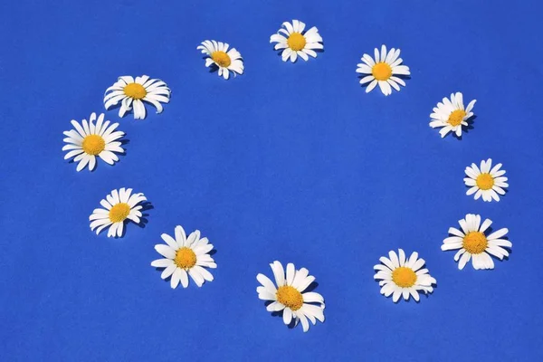 Twelf daisy blossom lie on a blue background in circle - concept with an flag of the european union made out of flowers and a blue background - concept for a environmental policy in europe