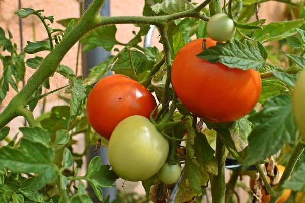 Tomates Maduros Arbusto — Foto de Stock