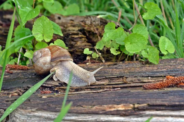 Een Grote Slak Kruipt Een Nat Houten Oppervlak Met Gras — Stockfoto