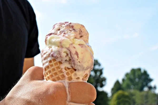 Closeup on the upper body of a man with shirt holding a waffle ice cream in hand. The ice cream balls Wildberry are already melting due to the heat - Too hot summer with refreshing cooling