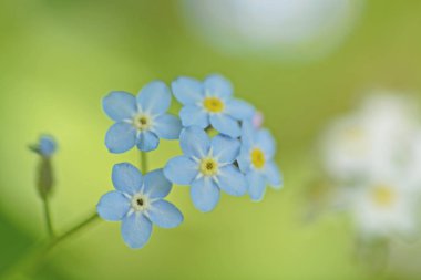 ormanda küçük mavi çiçekler