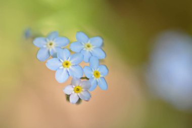 ormanda küçük mavi çiçekler