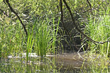 Ormanda yeşil çimenler.