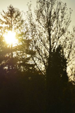 Görkemli orman manzarası manzarası.