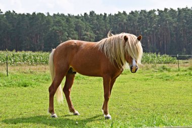 yeşil çayırda otlayan atın yakın çekim görünümü