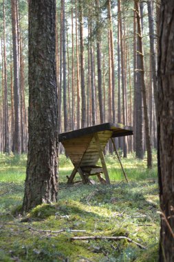 Görkemli orman manzarası manzarası.