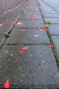 Renkli sonbahar yaprakları yağmurdan sırılsıklam yerde yatıyor. Taş zeminde renkli sonbahar yapraklarıyla yağmurlu bir gün.