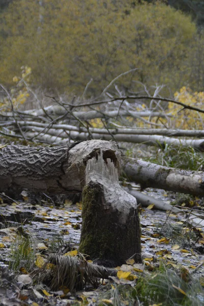 Close Zicht Boom Geveld Door Een Bever Het Bos — Stockfoto