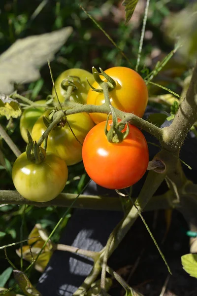 tomatoes on the tree in the garden