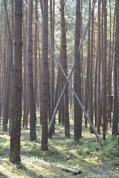 Malebný Pohled Majestátní Lesní Krajinu — Stock fotografie