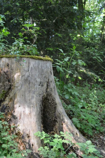 Παλιό Δέντρο Στο Δάσος — Φωτογραφία Αρχείου