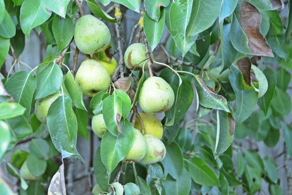 Quite Ripe Pear Tree — Stock Photo, Image