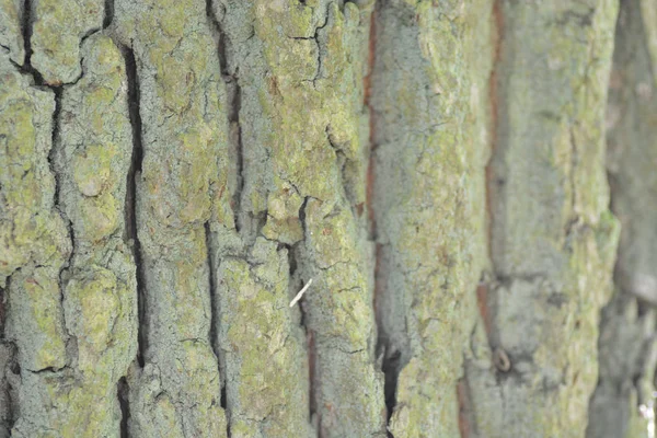 Nærbillede Bark Træ - Stock-foto