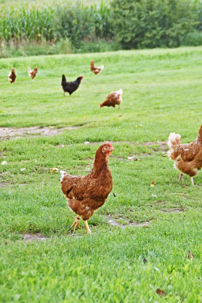 Ayam Peternakan Padang Rumput Lapangan — Stok Foto