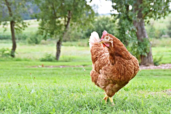 Chicken Farm Meadow Field — Stock Photo, Image