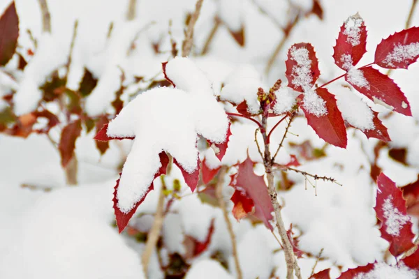 Красивый Цветок Вишни Снегу — стоковое фото