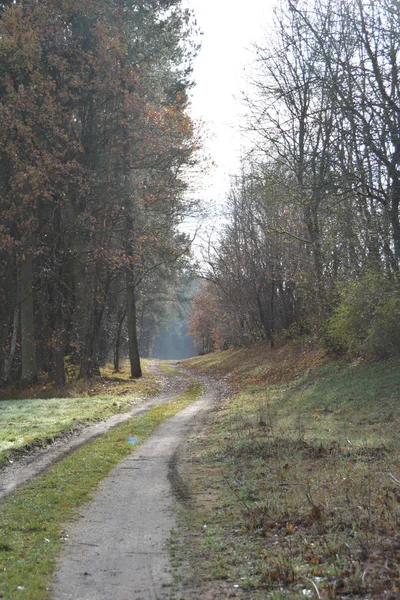 Vacker Utsikt Över Majestätisk Skog Natur Landskap — Stockfoto