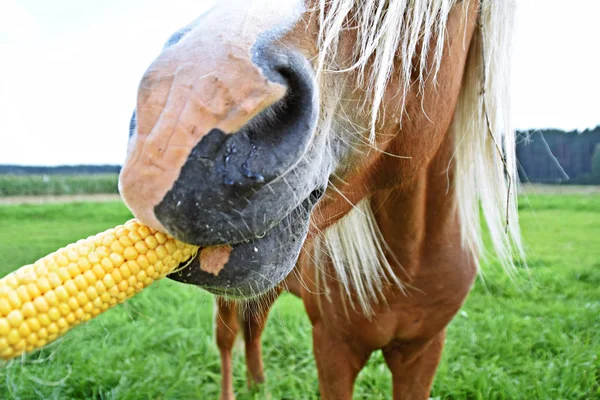 closeup view of feeding horse by corn