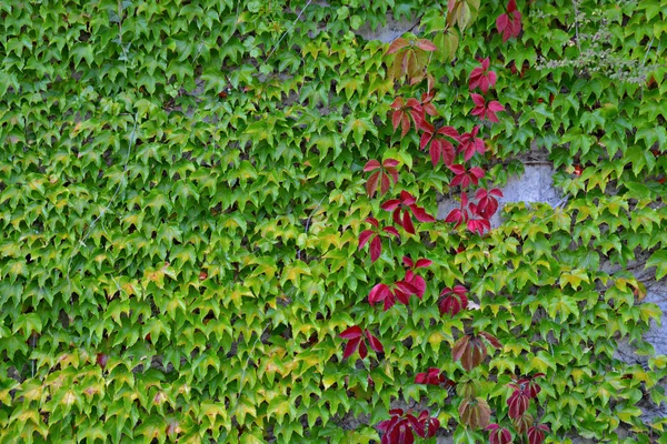 Krásné Zelené Listy Pozadí — Stock fotografie