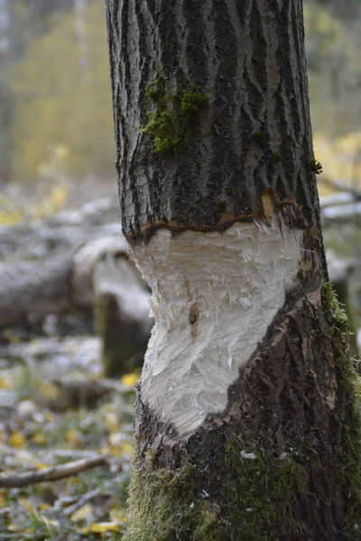 Close Zicht Boom Geveld Door Een Bever Het Bos — Stockfoto