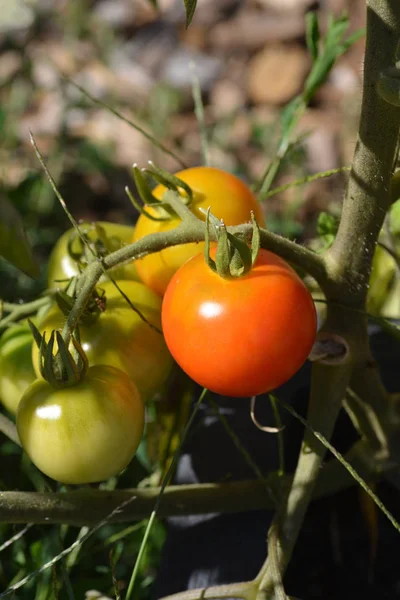 tomatoes on the tree in the garden