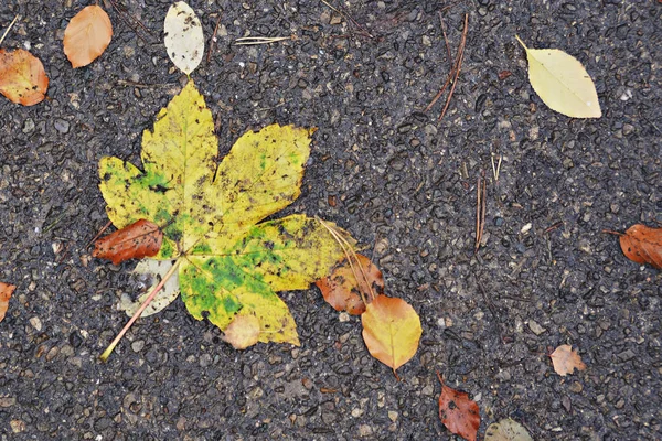 Herbstlaub Auf Dem Boden — Stockfoto