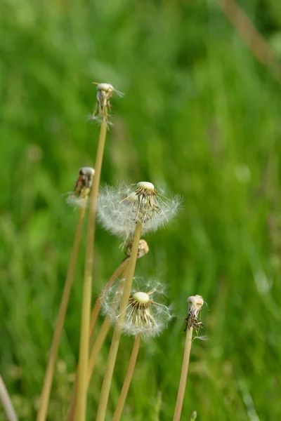 Gros Plan Une Libellule Dans Jardin — Photo