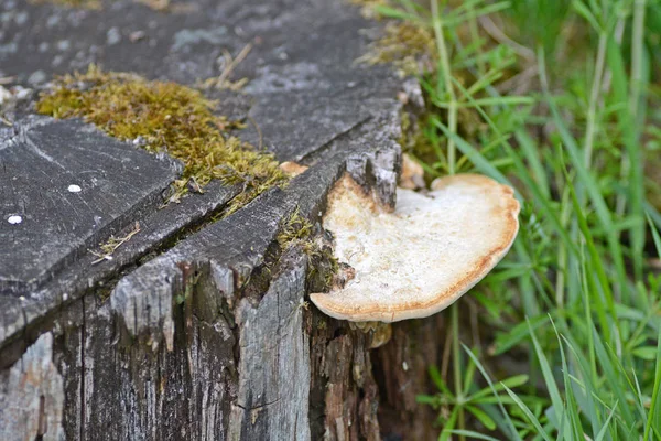 Close Van Een Stomp — Stockfoto