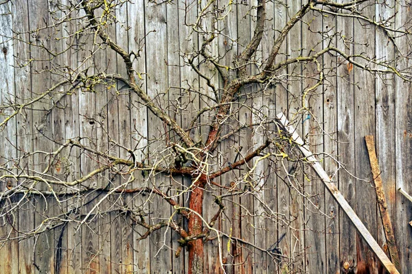 Vieja Pared Madera Con Árbol Grietas — Foto de Stock