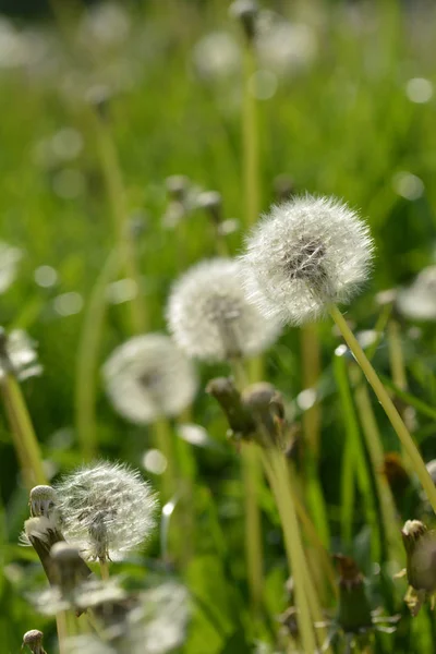 Gros Plan Pissenlit Dans Jardin — Photo