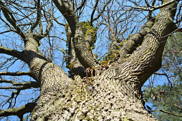 Vecchio Albero Nel Parco — Foto Stock