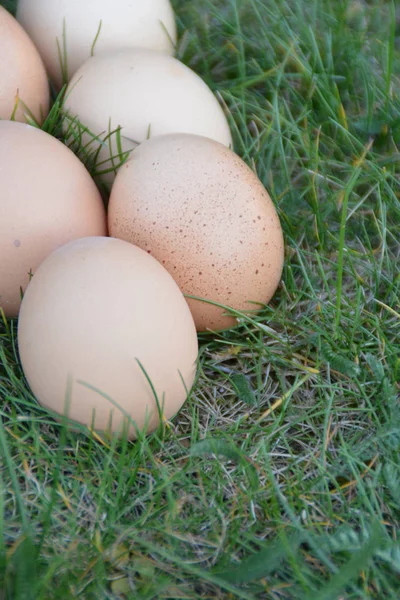 Kippennest Groen Gras — Stockfoto