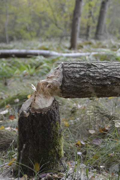 Vista Primer Plano Del Árbol Derribado Por Castor Bosque — Foto de Stock