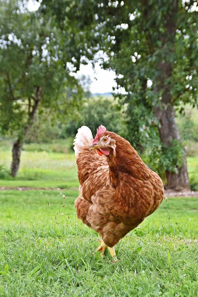 Chicken Farm Meadow Field — Stock Photo, Image