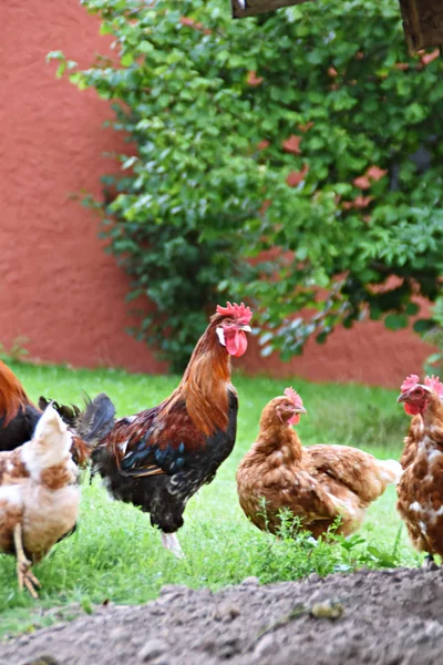 Ayam Peternakan Padang Rumput Lapangan — Stok Foto