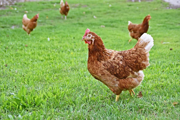 Tarlada Çayırda Çiftlikte Tavuk — Stok fotoğraf