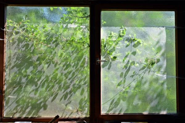 silhouette of leaves on a frosted glass window in a workshop